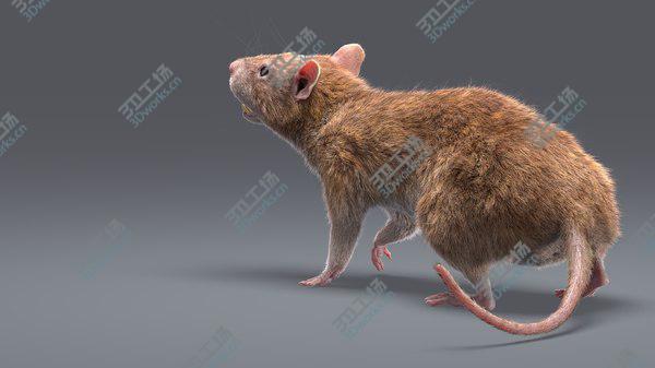 images/goods_img/20210312/Rats Collection 3D model/5.jpg